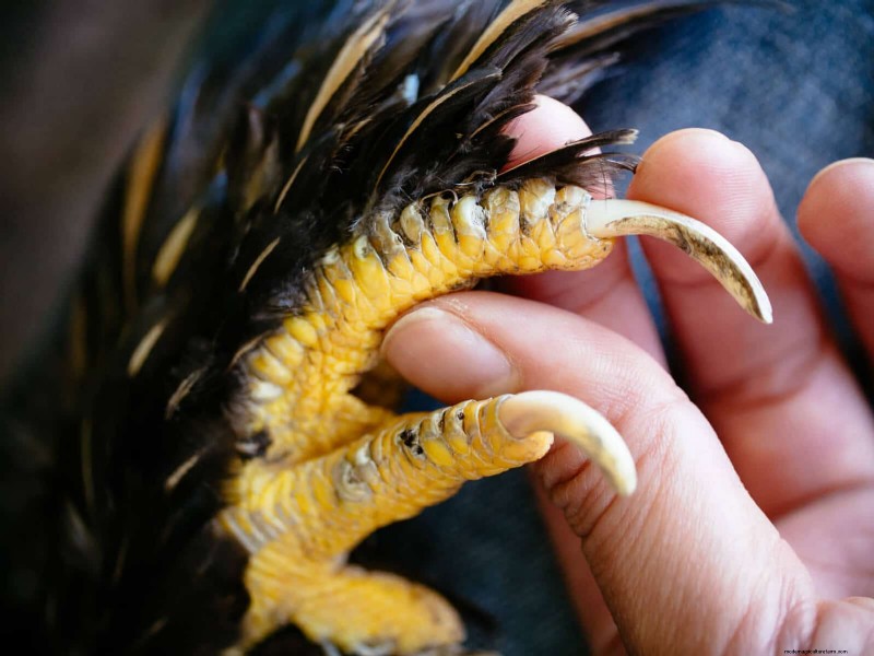 Gids voor het trimmen van kippenteennagels:een essentiële kuddegezondheid 