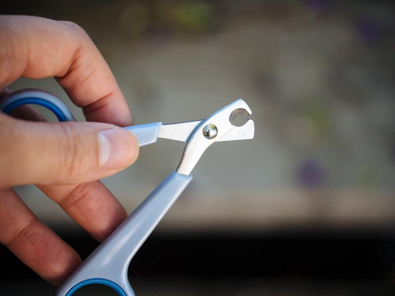Gids voor het trimmen van kippenteennagels:een essentiële kuddegezondheid 