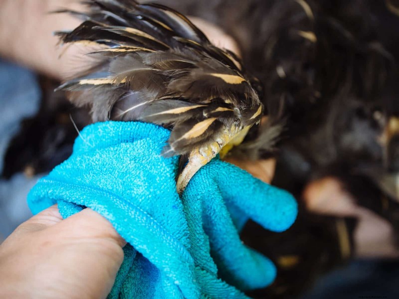 Gids voor het trimmen van kippenteennagels:een essentiële kuddegezondheid 