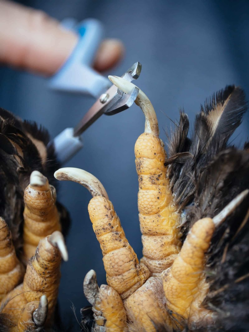 Gids voor het trimmen van kippenteennagels:een essentiële kuddegezondheid 