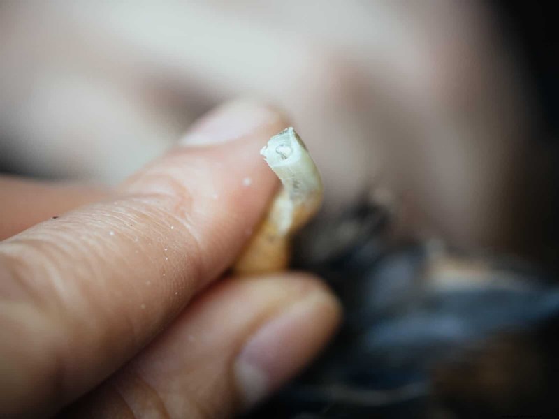 Gids voor het trimmen van kippenteennagels:een essentiële kuddegezondheid 