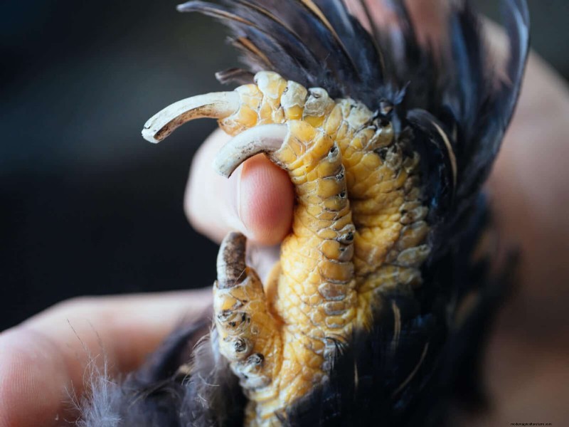 Gids voor het trimmen van kippenteennagels:een essentiële kuddegezondheid 