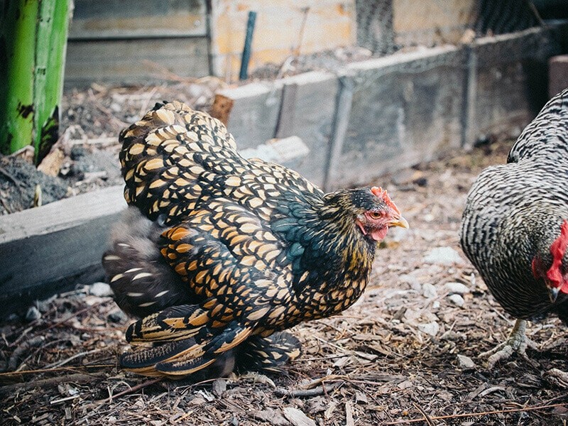 Infortunio all ala di pollo:guida al pronto soccorso e al recupero 