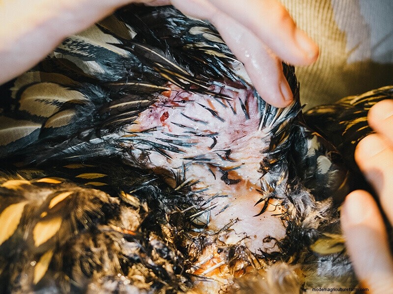 Infortunio all ala di pollo:guida al pronto soccorso e al recupero 