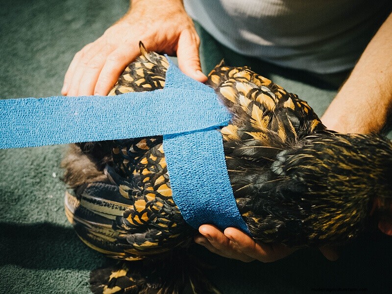 Infortunio all ala di pollo:guida al pronto soccorso e al recupero 