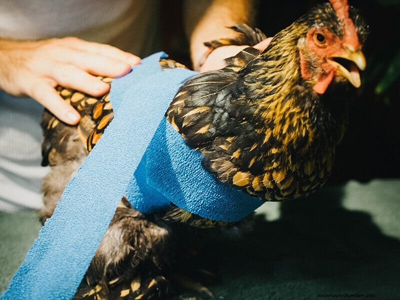Infortunio all ala di pollo:guida al pronto soccorso e al recupero 