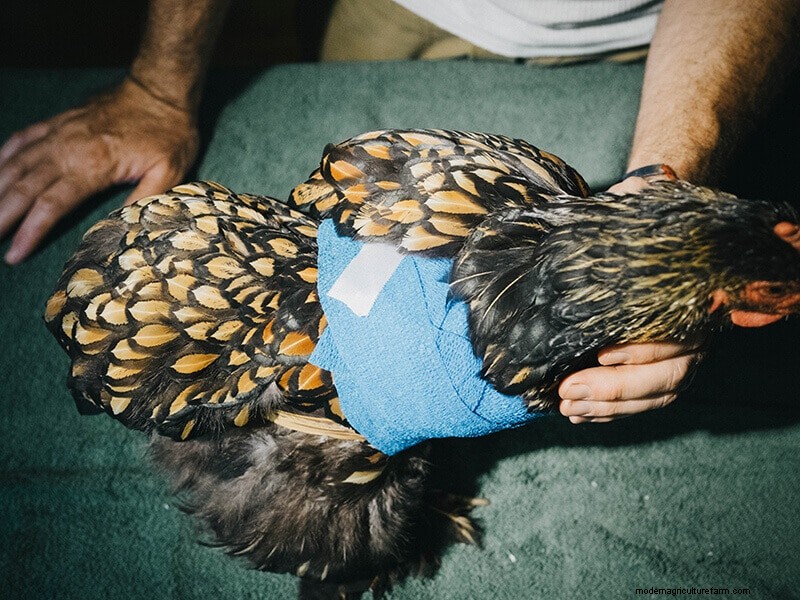 Infortunio all ala di pollo:guida al pronto soccorso e al recupero 