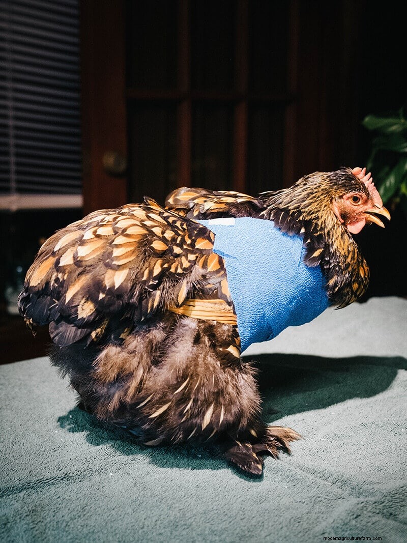 Infortunio all ala di pollo:guida al pronto soccorso e al recupero 