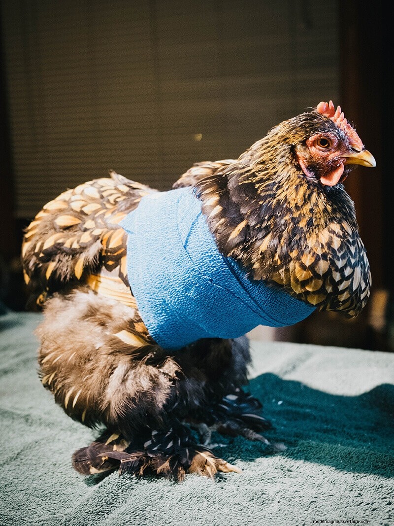 Infortunio all ala di pollo:guida al pronto soccorso e al recupero 