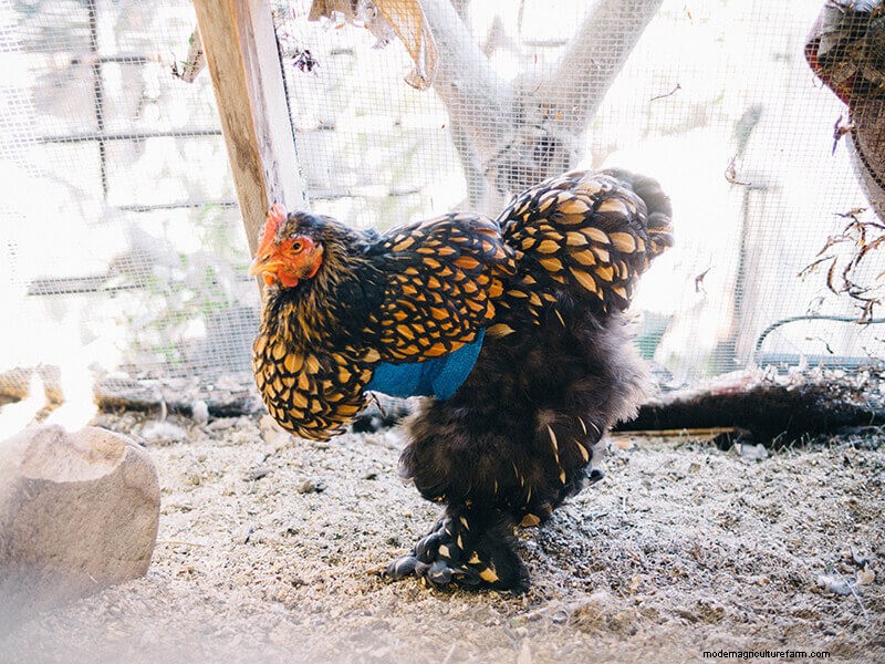 Infortunio all ala di pollo:guida al pronto soccorso e al recupero 