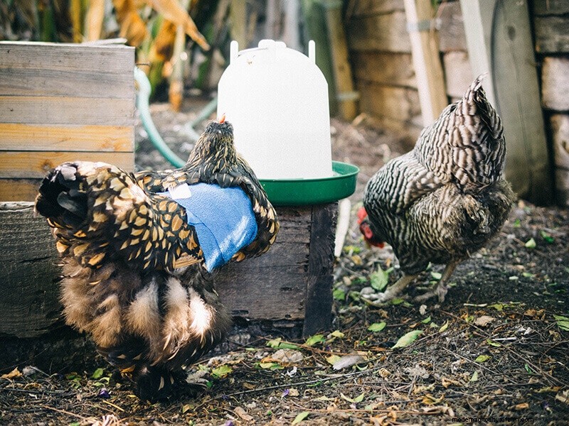 Infortunio all ala di pollo:guida al pronto soccorso e al recupero 