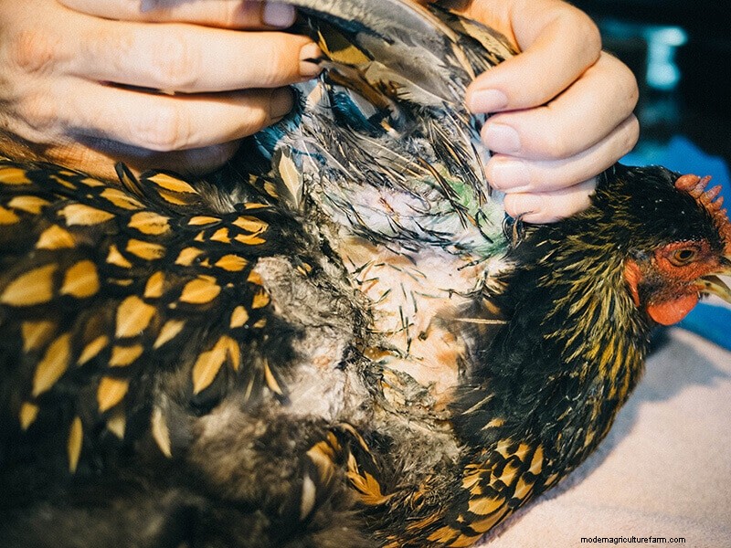 Infortunio all ala di pollo:guida al pronto soccorso e al recupero 