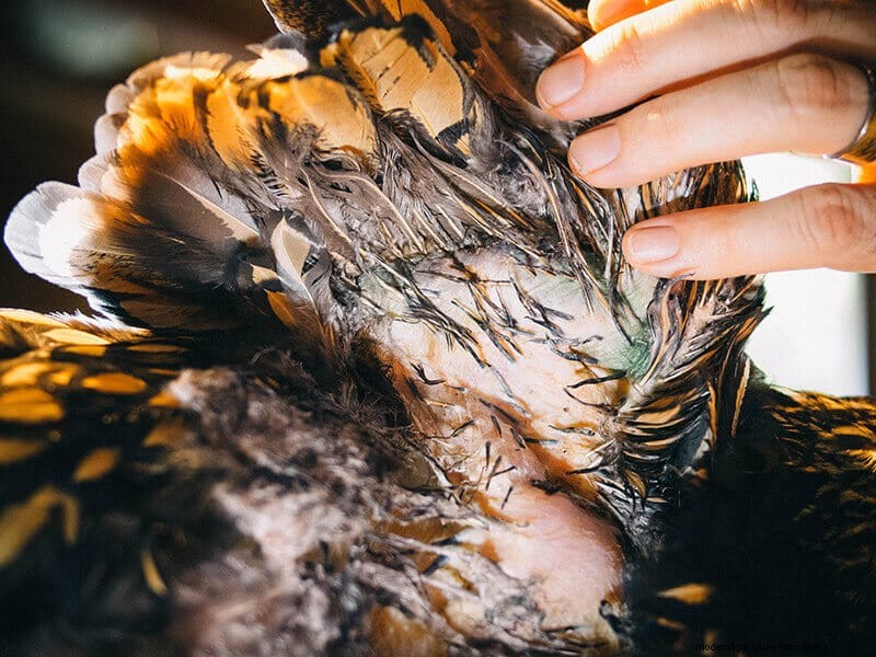 Infortunio all ala di pollo:guida al pronto soccorso e al recupero 