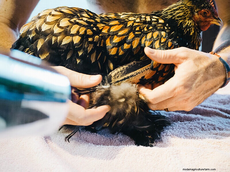 Infortunio all ala di pollo:guida al pronto soccorso e al recupero 