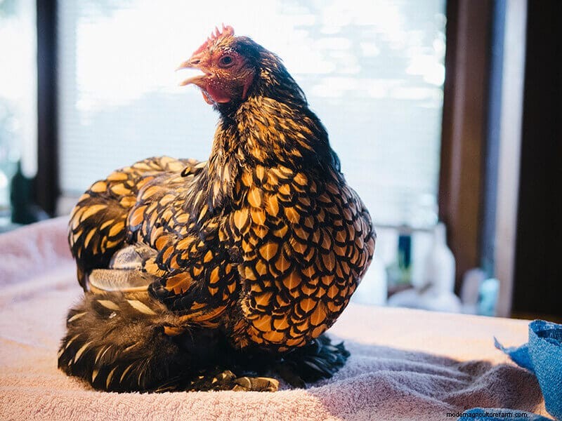 Infortunio all ala di pollo:guida al pronto soccorso e al recupero 