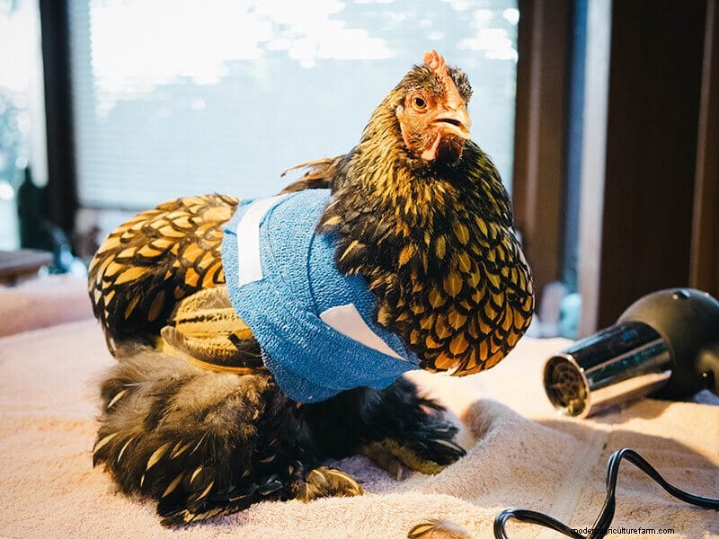 Infortunio all ala di pollo:guida al pronto soccorso e al recupero 