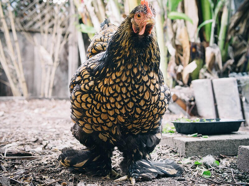 Infortunio all ala di pollo:guida al pronto soccorso e al recupero 