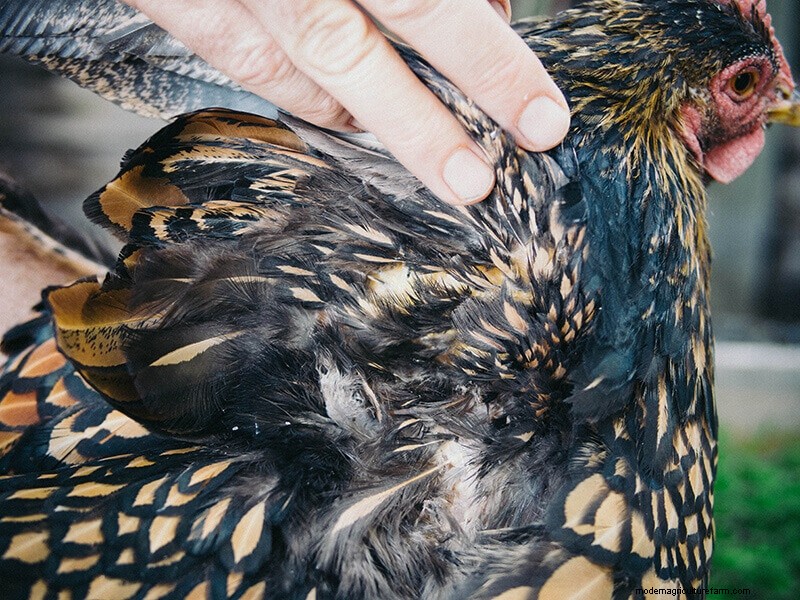Infortunio all ala di pollo:guida al pronto soccorso e al recupero 
