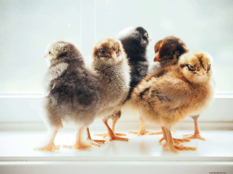 鶏の飼料タンパク質計算ツール - 鶏の群れの栄養を最適化します 