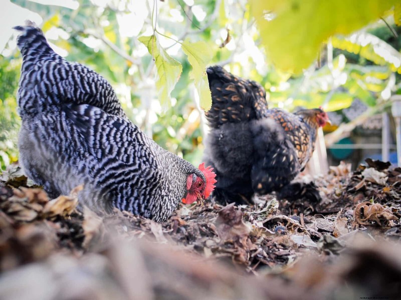 鶏の飼料タンパク質計算ツール - 鶏の群れの栄養を最適化します 