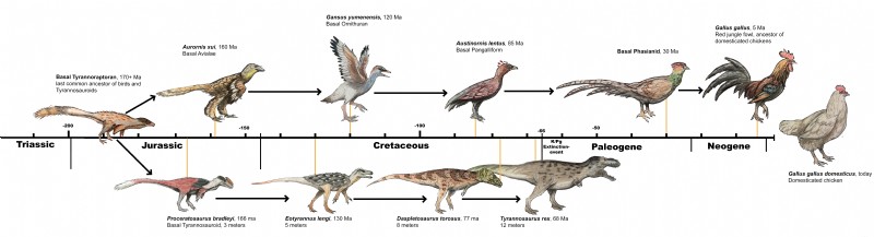 Kippenevolutie:de oorsprong van uw achtertuinvogel traceren 