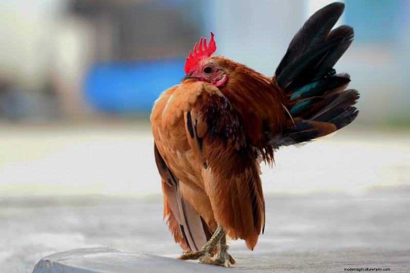 Kikiriki-kippen:een complete gids voor dit charmante ras 
