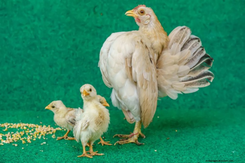 Kikiriki-kippen:een complete gids voor dit charmante ras 
