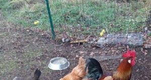 Richard s Chickens:een passie voor pluimvee en humane zorg 