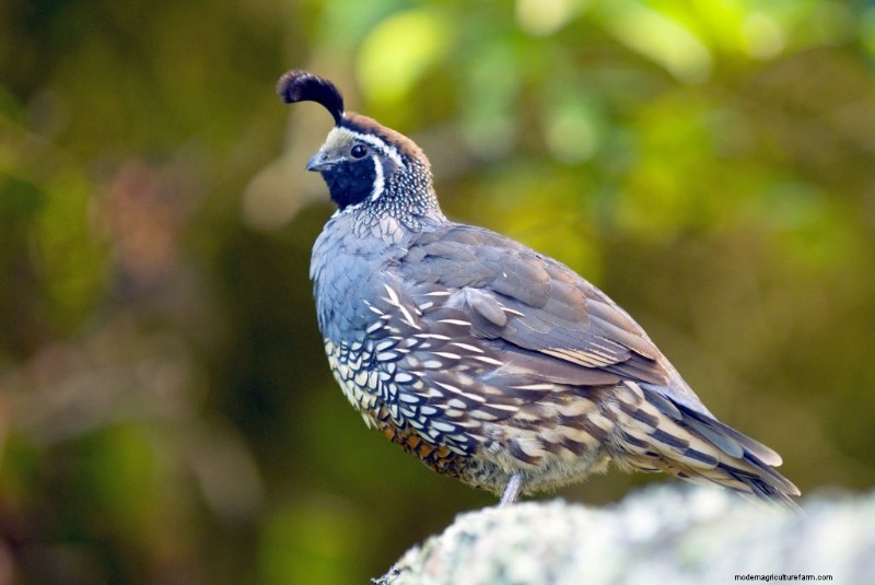 Allevamento di quaglie:una guida completa per principianti | Homesteading 