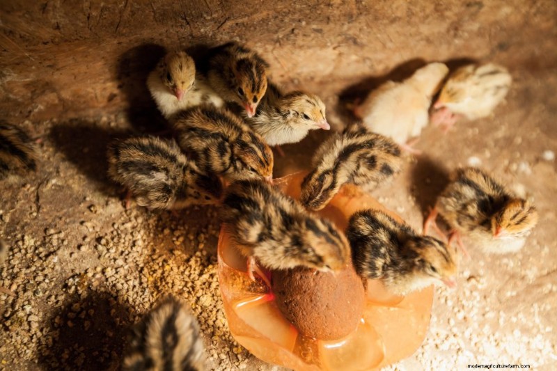 Kwartelteelt:een uitgebreide gids voor beginners | Homesteading 
