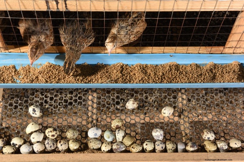 Kwartelteelt:een uitgebreide gids voor beginners | Homesteading 