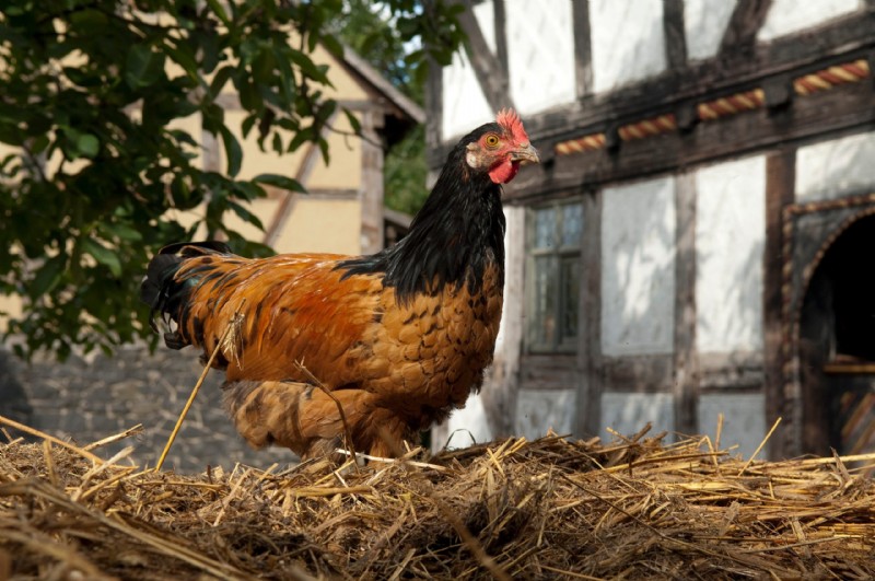 Vorwerk Chicken:geschiedenis, eigenschappen en verzorging - een uitgebreide gids 