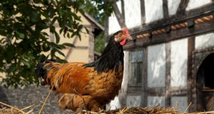 Vorwerk Chicken:geschiedenis, eigenschappen en verzorging - een uitgebreide gids 