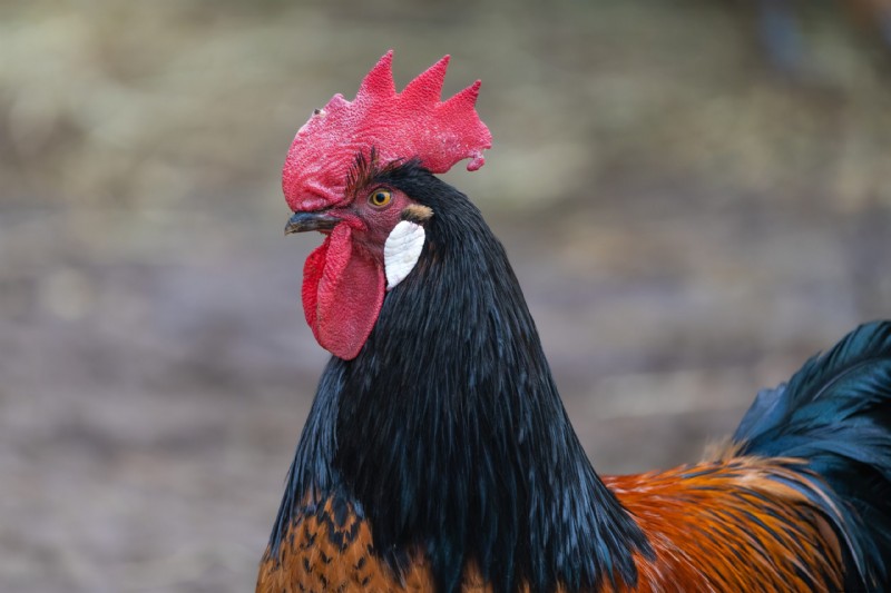 Vorwerk Chicken:geschiedenis, eigenschappen en verzorging - een uitgebreide gids 