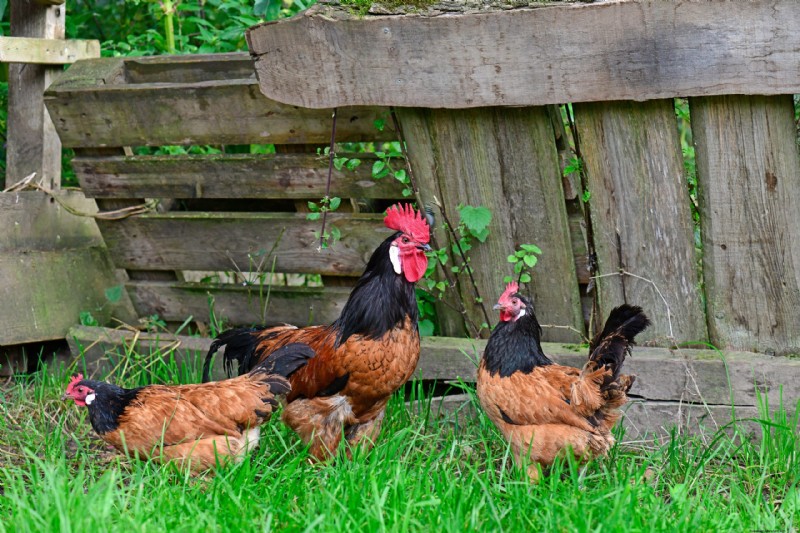 Vorwerk Chicken:geschiedenis, eigenschappen en verzorging - een uitgebreide gids 