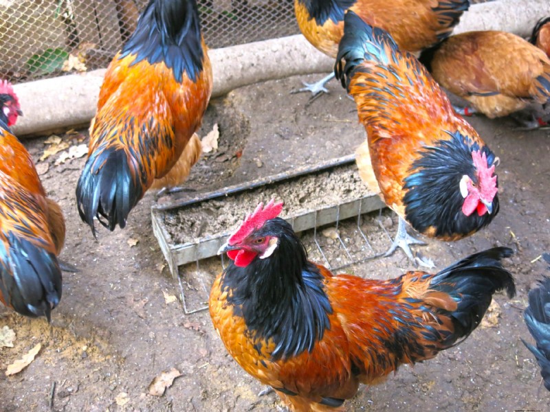 Vorwerk Chicken:geschiedenis, eigenschappen en verzorging - een uitgebreide gids 