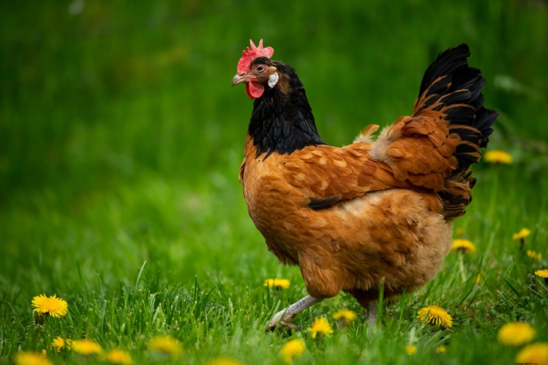 Vorwerk Chicken:geschiedenis, eigenschappen en verzorging - een uitgebreide gids 