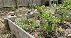 Sweet Alyssum:la planta complementaria esencial para un jardín próspero 