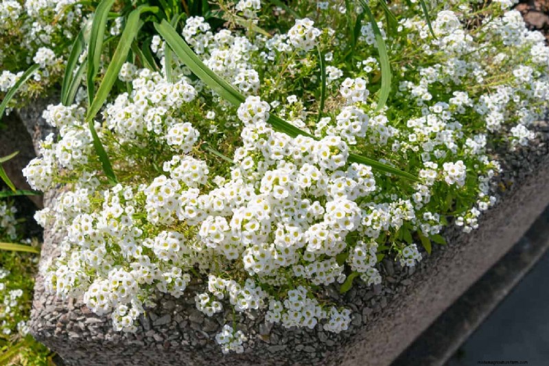 Sweet Alyssum:de essentiële gezelschapsplant voor een bloeiende tuin 