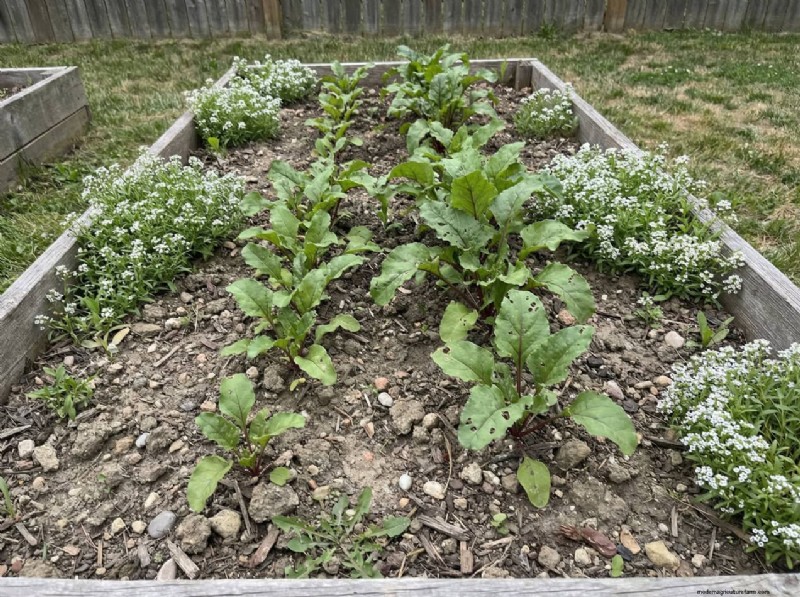 Sweet Alyssum:de essentiële gezelschapsplant voor een bloeiende tuin 