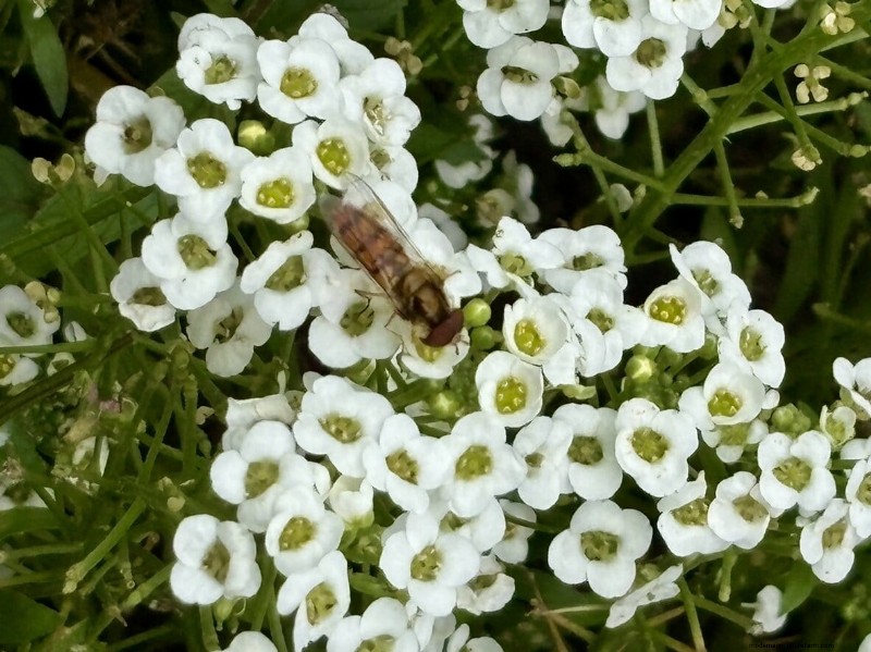Sweet Alyssum:de essentiële gezelschapsplant voor een bloeiende tuin 