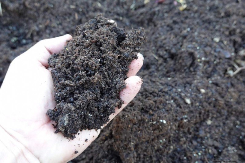 Sweet Alyssum:de essentiële gezelschapsplant voor een bloeiende tuin 