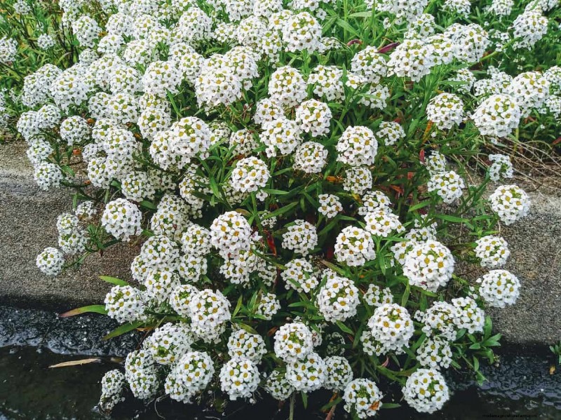 Sweet Alyssum:de essentiële gezelschapsplant voor een bloeiende tuin 