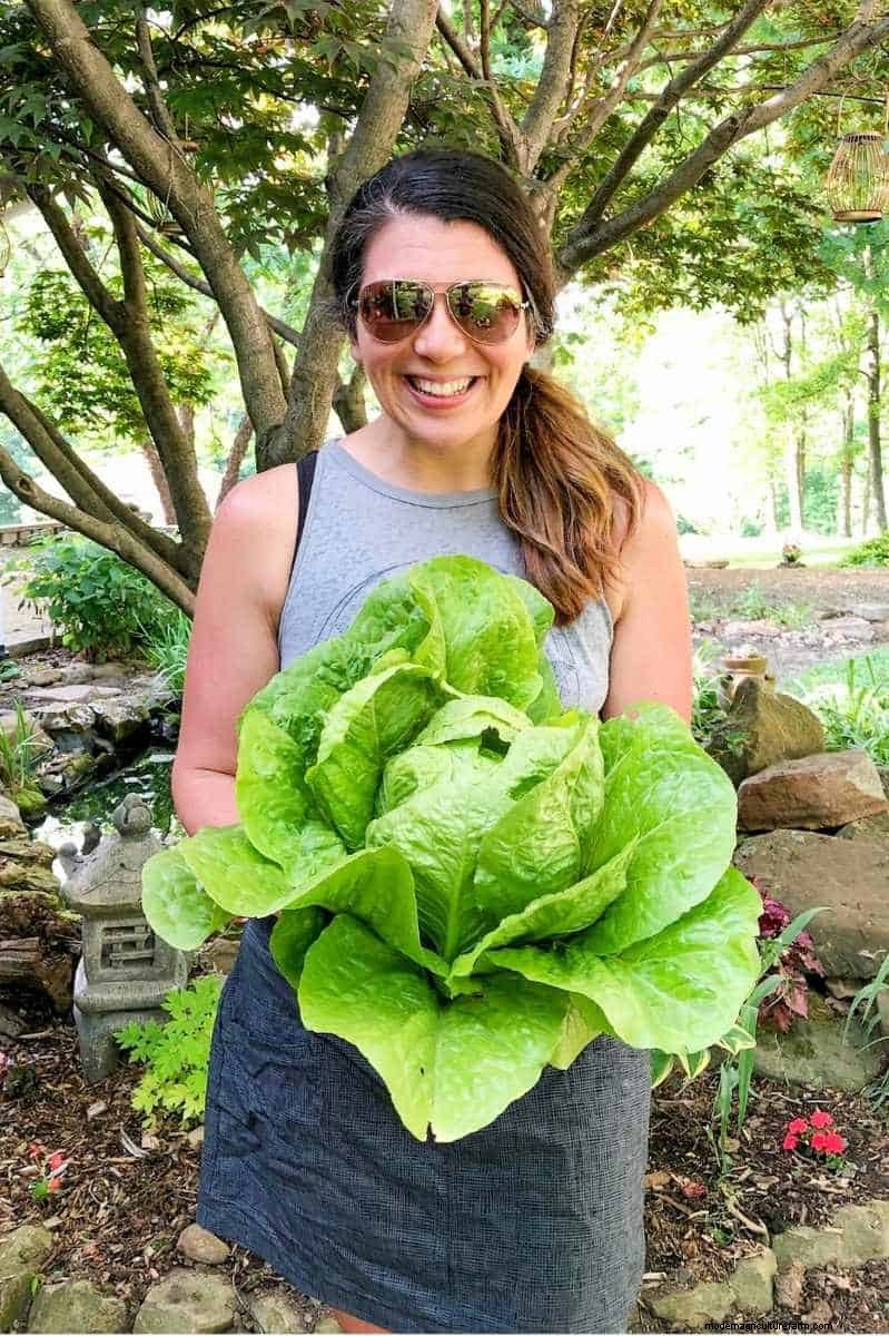 Guía de cosecha de lechuga:maximice su rendimiento y disfrute de cosechas continuas 