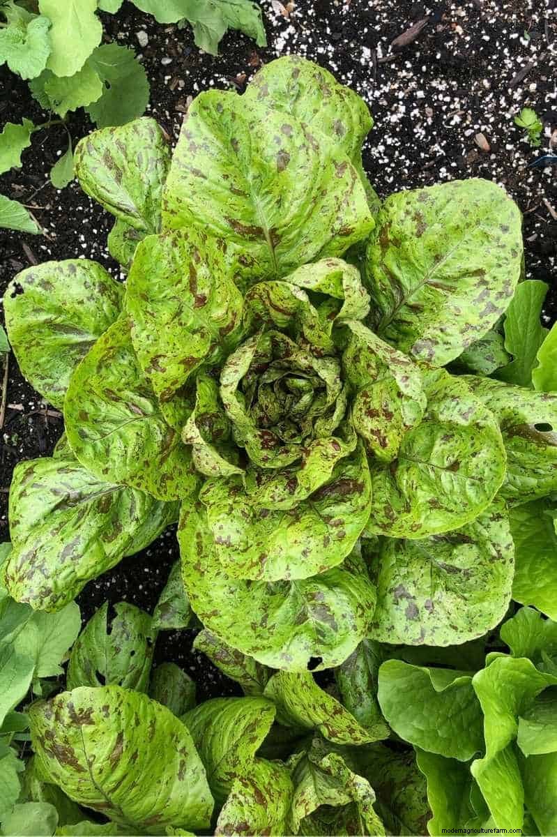 Guía de cosecha de lechuga:maximice su rendimiento y disfrute de cosechas continuas 