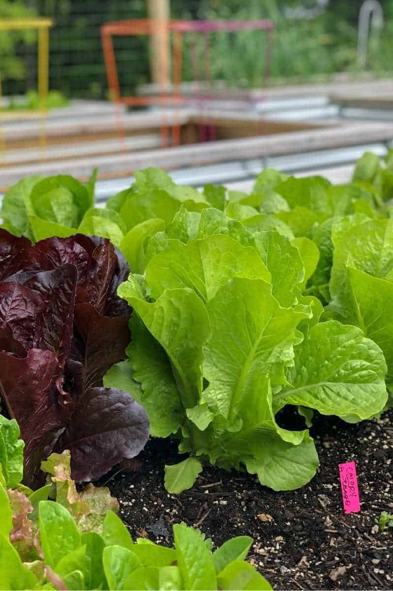 Guía de cosecha de lechuga:maximice su rendimiento y disfrute de cosechas continuas 