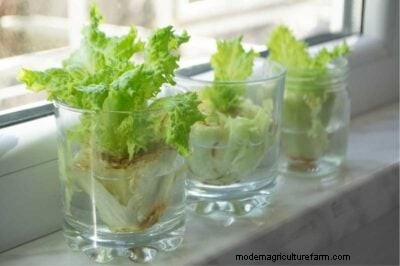 Guía de cosecha de lechuga:maximice su rendimiento y disfrute de cosechas continuas 