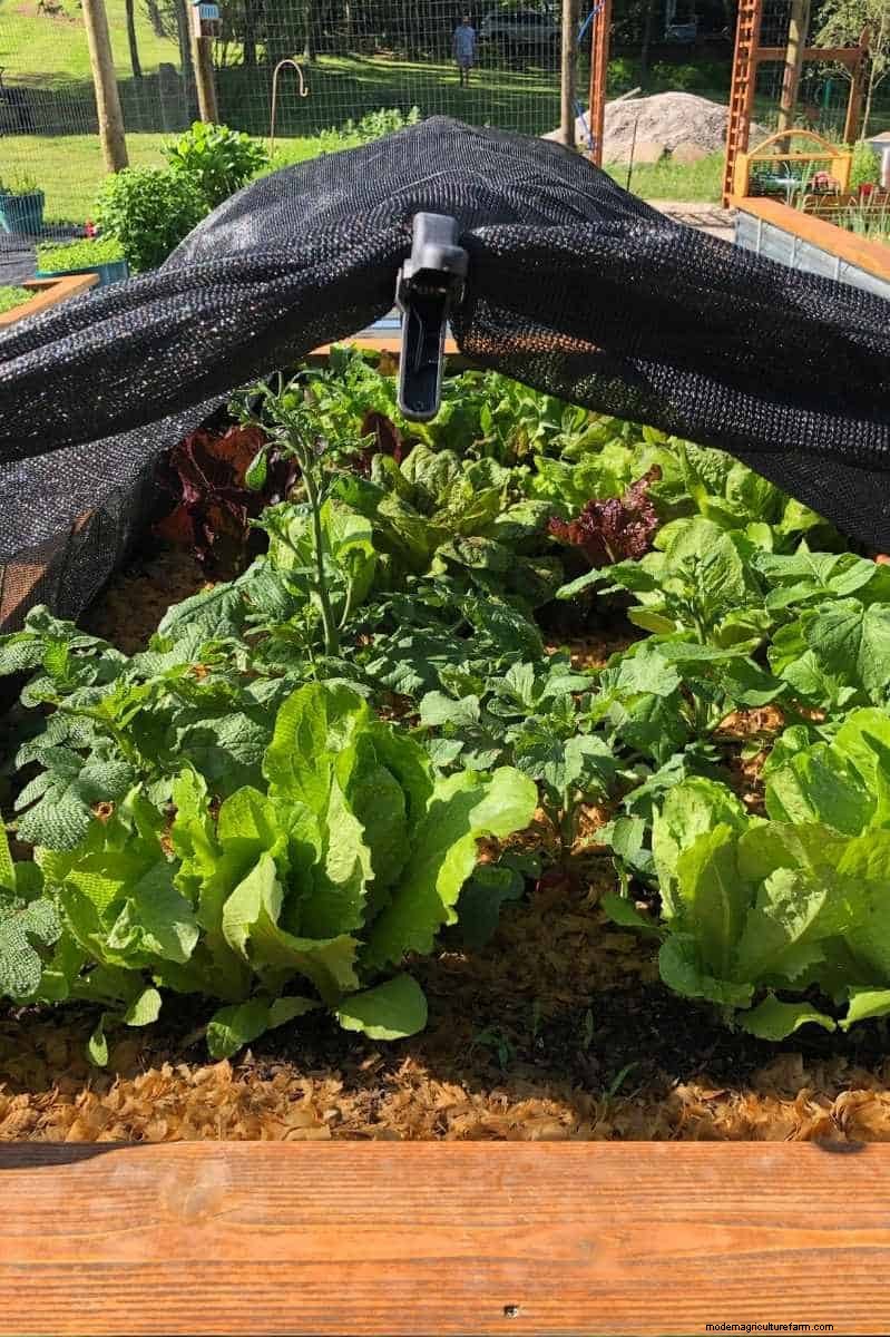 Guía de cosecha de lechuga:maximice su rendimiento y disfrute de cosechas continuas 