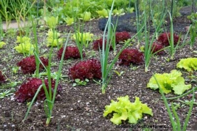 Plantación complementaria de cebolla:aumente los rendimientos y proteja su jardín 