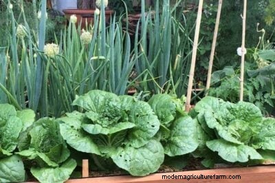 Plantación complementaria de cebolla:aumente los rendimientos y proteja su jardín 
